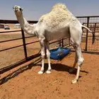 قعود قصب طايش