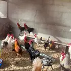 دجاج بي اض