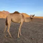 بكره