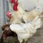 دجاج لوهمن