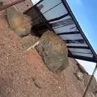 غربال
