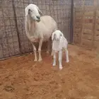 انعجا معه رخل للبيع السوم وصل1450