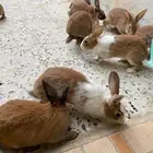 أرانب بلدي للبيع العدد 40 كبيره وصغيره منتجه علي السوم