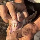 ماعز