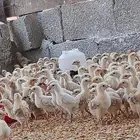 صوص بلدي محصن عمره 12 يوم