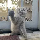 قطط سكوتش بلو