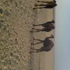 حشوان للبيع 3 أعمارها قريب السنه