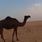 للبيع ضروبه طيبه