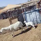 شاه خلفه معها رخل