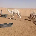 عرضين قعدان وضح
