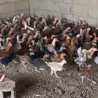 دجاج بلدي الموقع ساجر