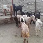 عدد 10 تيوس