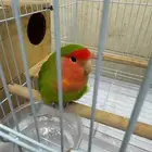 طير نوع روز منتج