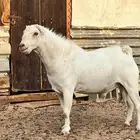فحل ابرص منتج للبيع