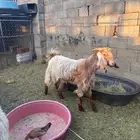 تيس طيب ما شاء الله