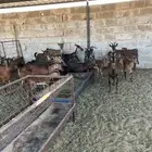 معزا جنوبيات