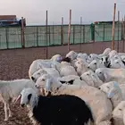 تيوس وحريات وعوارض سمان