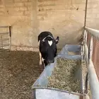 عجل ثور هولندي تسمين مزارع الخرج