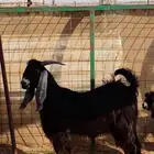 تيس عارضي صنف الصنف