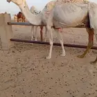 وضحا خفوت
