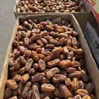 تمر صفري حبه كبير