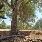 اشجار زيتون