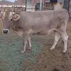 ثور الماني وبقره جرسيه