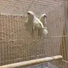 3 اجواز روز البينو تركيبه جديده