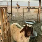 خروف