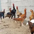 دجاج بكستاني اصل مثل الصوره