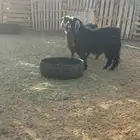 تيوس فحول