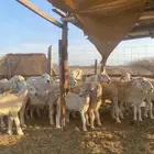 للبيع ضأن حريه ولد بهمها ذبايح