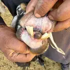 عنز معه صخلة للبيع