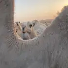 بكرتين مفريد بنت للوف ولد الحاكم بعير بن قريع وعلى تحليل