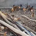 ديكه للبيع
