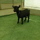 ماعز قرمي