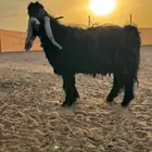 تيس عارضي كفو ومعرف