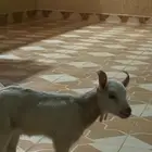 تيس قزمي للبيع ب900 حايل