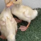 2بط للبيع صحته ممتازه 120 بالقفص