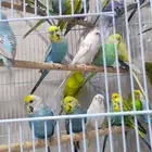 للبيع اجوز بادجي (طيور الحب) منتجه شرط