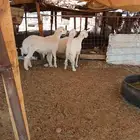 خرفان حريات للبيع