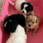 كلاب مالتيز حديثة الولادة للبيع