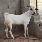 تيس مشروع فحل طيب 3 ونص