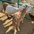 طليان سواكن