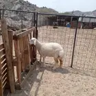 الشمسي طريق الخواجات