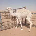 قعود باتلي ولد بعير ابن كليفيخ