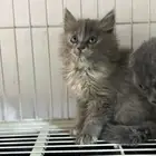 قطوة صغيرة عمرها شهرين أغراضها كاملة معها بعد معها العاب