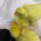 بط صغار