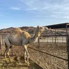 بنت ولد الذيب