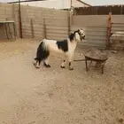 للبيع تيس وعنز